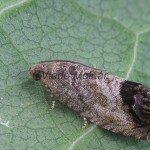 Cydia splendana 164051