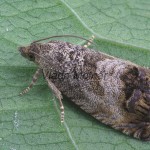 Cydia splendana 170518