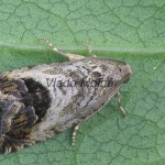 Cydia splendana 171445