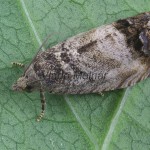 Cydia splendana 172337