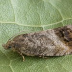 Cydia splendana 184419