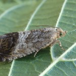 Cydia splendana 194750
