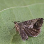 Cydia splendana 203055