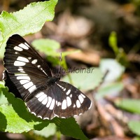 Neptis rivularis - Bielopásavec tavoľníkový IMG_4071