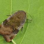 Noctua janthina, N. janthe - Mora áronová, M. západná 112233