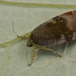 Noctua janthina, N. janthe - Mora áronová, M. západná 21-43-43