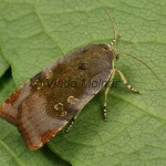 Noctua janthina, N. janthe - Mora áronová, M. západná 22-39-16