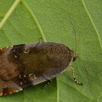 Noctua janthina, N. janthe - Mora áronová, M. západná 22-44-21