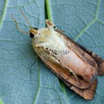 Noctua janthina-janthe - Mora 175052