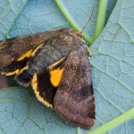 Noctua janthina-janthe - Mora 1936