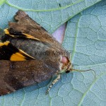 Noctua janthina-janthe - Mora 194655