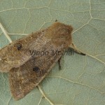 Orthosia populeti - Mora topoľová 054806