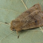 Orthosia populeti - Mora topoľová 055153