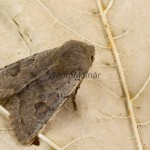 Orthosia populeti - Mora topoľová 161216