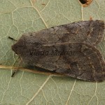 Orthosia populeti - Mora topoľová 172708