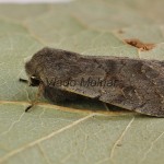 Orthosia populeti - Mora topoľová 174910