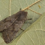 Orthosia populeti - Mora topoľová 175455