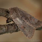 Orthosia populeti - Mora topoľová 18-23-24