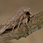 Orthosia populeti - Mora topoľová 18-24-57