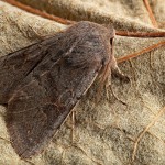 Orthosia populeti - Mora topoľová 18-57-33