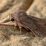Orthosia populeti - Mora topoľová 18-58-41