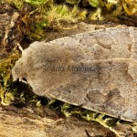 Orthosia populeti - Mora topoľová 184324