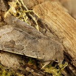 Orthosia populeti - Mora topoľová 190455