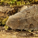 Orthosia populeti - Mora topoľová 192235