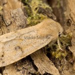 Orthosia populeti - Mora topoľová 201749