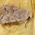 Orthosia populeti - Mora topoľová 214849.jpg