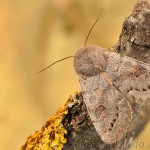Orthosia populeti - Mora topoľová 21-49-57