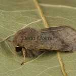 Orthosia populeti - Mora topoľová 211345