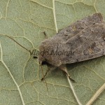Orthosia populeti cf. - Mora topoľová 204605