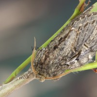 Peridea anceps - Faléra veľká 202721