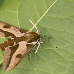 Hyles euphorbiae - Lišaj mliečnikový 182020