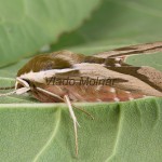 Hyles euphorbiae - Lišaj mliečnikový 185238