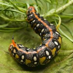 Hyles euphorbiae - Lišaj mliečnikový IMG_9656