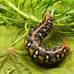 Hyles euphorbiae - Lišaj mliečnikový IMG_9657