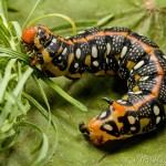 Hyles euphorbiae - Lišaj mliečnikový IMG_9666