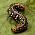 Hyles euphorbiae - Lišaj mliečnikový IMG_9681