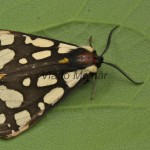 Arctia villica - Spriadač ostružinový 180012