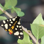 Arctia villica - Spriadač ostružinový 180633