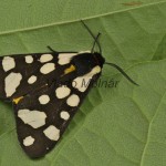 Arctia villica - Spriadač ostružinový 180704