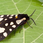 Arctia villica - Spriadač ostružinový 224638