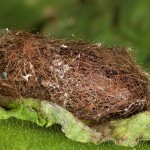 Spilarctia lutea - Spriadač bazový 16-55-20