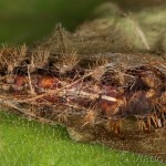 Spilarctia lutea - Spriadač bazový 16-57-36