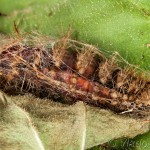 Spilarctia lutea - Spriadač bazový 17-00-15