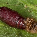 Spilarctia lutea - Spriadač bazový 17-02-16