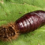 Spilarctia lutea - Spriadač bazový 17-10-42