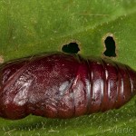 Spilarctia lutea - Spriadač bazový 17-13-04